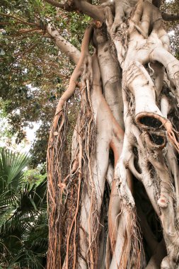 İspanya, Alicante 'deki Gabriel Miro Meydanı' nda dev Ficus ağaçları.