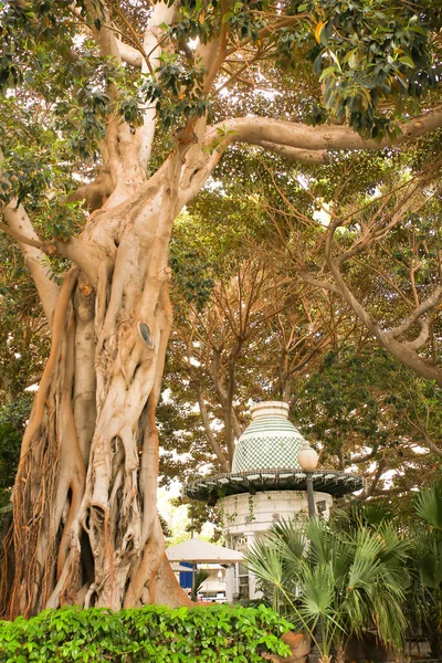 Alicante Spain June 2022 Famous Gabriel Miro Square Plenty Vegetation — Stockfoto