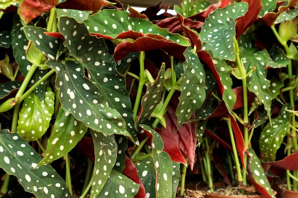 Indah Dan Berwarna Warni Tanaman Begonia Maculata Taman — Stok Foto