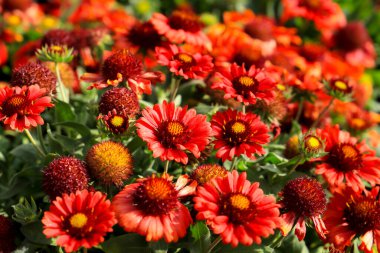 Gaillardia Güneşin altındaki bahçede Pulchella çiçekleri