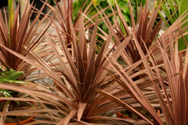 Renkli Cordyline Australis bitkisi bahçede