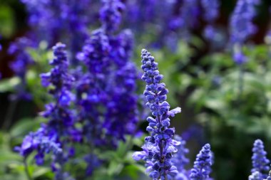 Bahçedeki renkli Salvia Farinacea çiçekleri