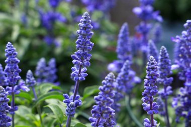 Bahçedeki renkli Salvia Farinacea çiçekleri