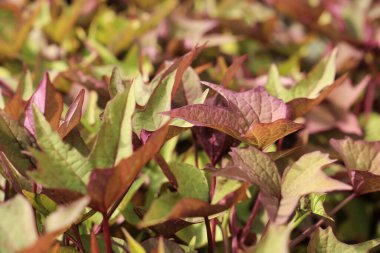 Güzel Ipomoea Hybrida bitkileri bahçede