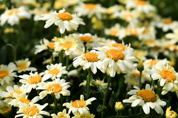 Leucântemo Colorido Flores Máximas Jardim Sob Sol — Fotografia de Stock