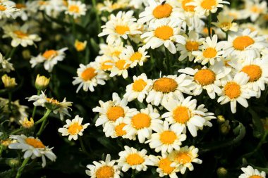 Renkli leucanthemum Güneşin altındaki bahçede maksimum çiçek