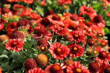 Gaillardia Güneşin altındaki bahçede Pulchella çiçekleri