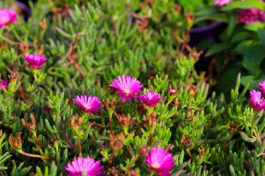 Renkli Delosperma Cooperi bitkileri bahçede
