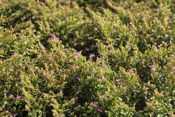 Beautiful Cuphea Plants Sun Garden — Zdjęcie stockowe