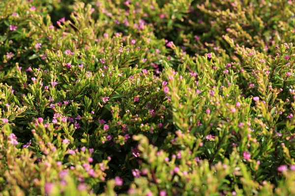 Beautiful Cuphea Plants Sun Garden — Fotografia de Stock