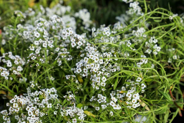 Lobularia Colorida Maritima Plantas Jardim — Fotografia de Stock