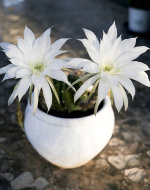 Güzel Echinopsis Subdenudata Cardenas bahçede çiçek açıyor