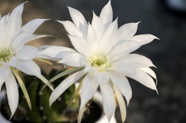 Güzel Echinopsis Subdenudata Cardenas bahçede çiçek açıyor