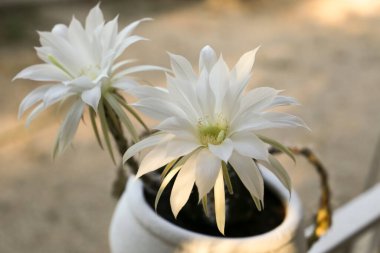 Güzel Echinopsis Subdenudata Cardenas bahçede çiçek açıyor