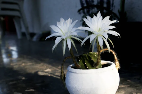 Beautiful Echinopsis Subdenudata Cardenas Bloom Garden — Stockfoto