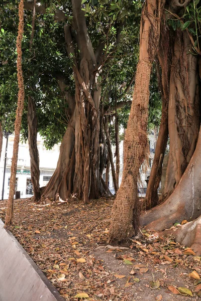 Árvores Ficus Gigantes Praça São Francisco Cartagena Espanha — Fotografia de Stock
