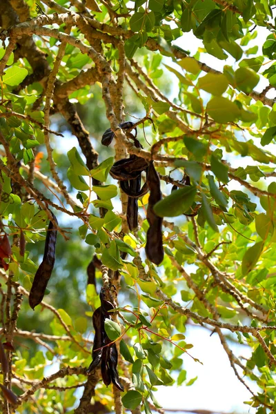 Carob Fruits Hanging Ceratonia Siliqua Tree Garden — Fotografia de Stock