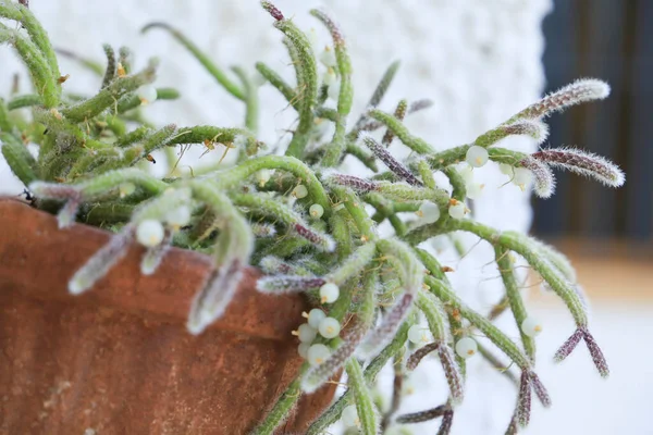 Beautiful Rhipsalis Baccifera Horrida Clay Pot Hanging Wall — Φωτογραφία Αρχείου