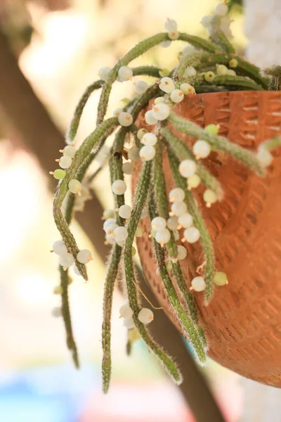 Beautiful Rhipsalis Baccifera Horrida Clay Pot Hanging Wall — 图库照片