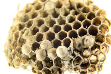 Güzel bal peteği eşekarısı makro fotoğraf beyaz arkaplan