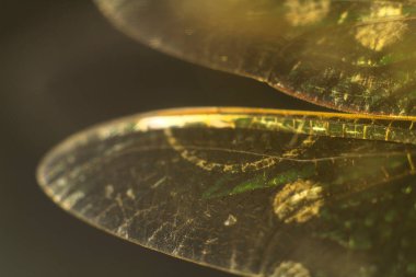 Beautiful Macro photography of Dragonfly wings on black background