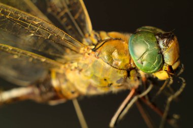 Beautiful Macro photography of Dragonfly on black background