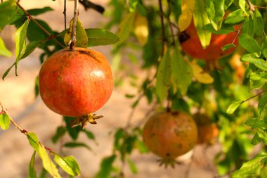 Colorful pomegranates hanging from Punica Granatum tree in the garden