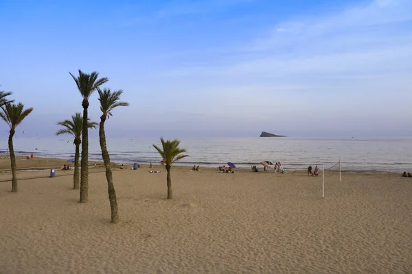 Benidorm Alicante Spanya Eylül 2022 Poniente Plajı Güzel Kaliforniya Palmiye — Stok fotoğraf