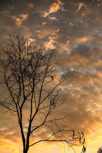 Droge Takken Silhouet Onder Oranje Roze Hemel Met Altocumulus Wolken — Stockfoto