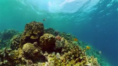 Mercan resifi ve tropikal balıklar su altında. Filipinler.