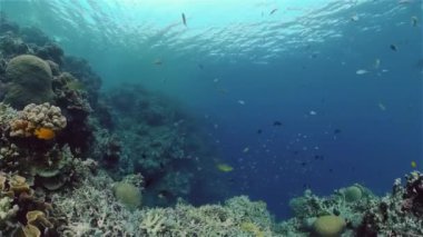 Mercan kayalıkları ve tropikal balıklar. Filipinler.