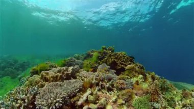 Mercan kayalıkları ve tropikal balıklar. Filipinler.