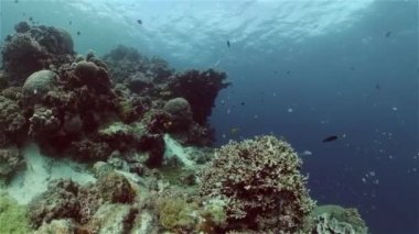 Mercan kayalıkları ve tropikal balıklar. Filipinler.