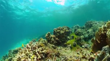 Mercan kayalıkları ve tropikal balıklar. Filipinler.