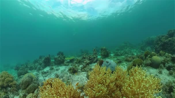 Recifes de coral e peixes tropicais. Filipinas. — Vídeo de Stock