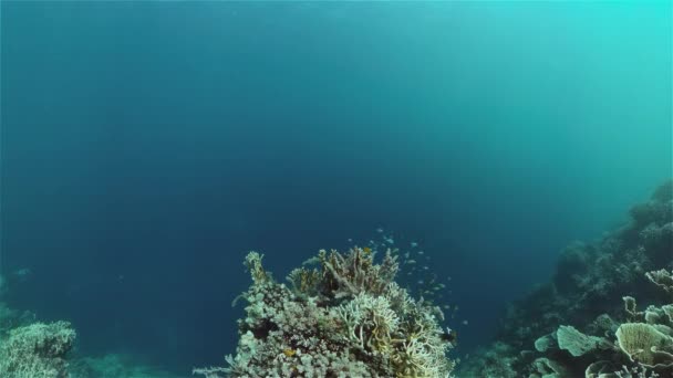 Koralliriutta ja trooppisia kaloja. Filippiinit. — kuvapankkivideo