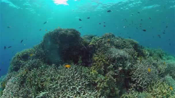 Korálové útesy a tropické ryby. Filipíny. — Stock video