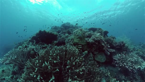 Recifes de coral e peixes tropicais. Filipinas. — Vídeo de Stock