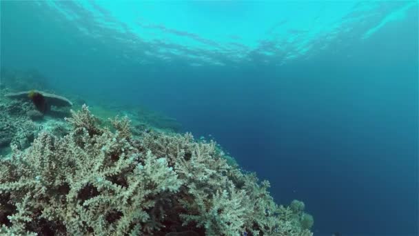 De onderwaterwereld van een koraalrif. Filippijnen. — Stockvideo