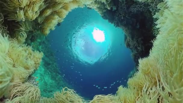 Arrecife de coral y peces tropicales bajo el agua. Filipinas. — Vídeos de Stock