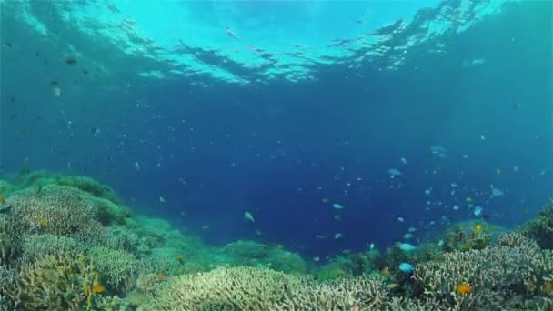 Коралловый риф и тропическая рыба. Филиппины. — стоковое видео