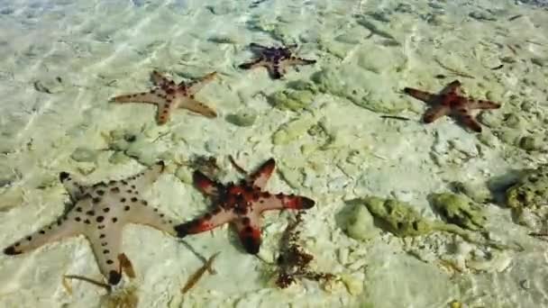 Starfish em uma praia tropical. — Vídeo de Stock