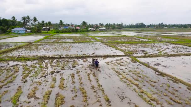 Um homem prepara o solo para semear arroz. Agricultor usa um arado mecânico, vista superior. — Vídeo de Stock