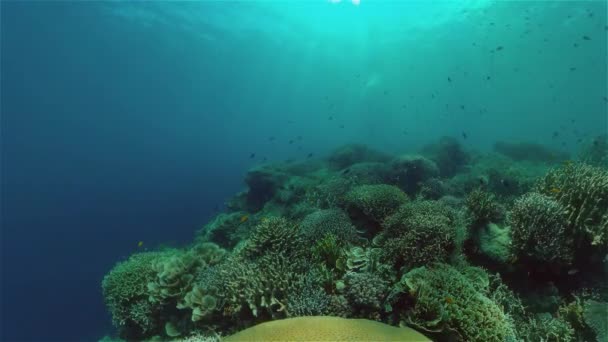 Le monde sous-marin d'un récif corallien. — Video