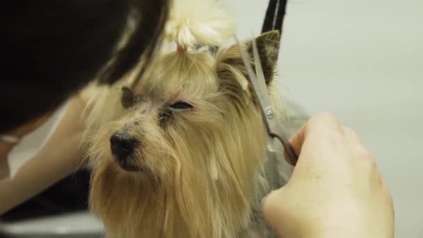 Perro en salón de aseo de mascotas. — Vídeo de stock