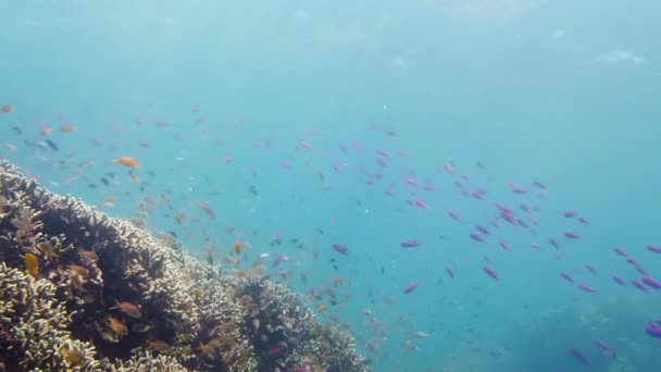 Egy korallzátony víz alatti világa. Leyte, Fülöp-szigetek. — Stock videók