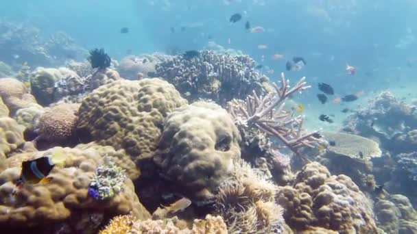 Arrecife de coral y peces tropicales bajo el agua. Leyte, Filipinas. — Vídeo de stock