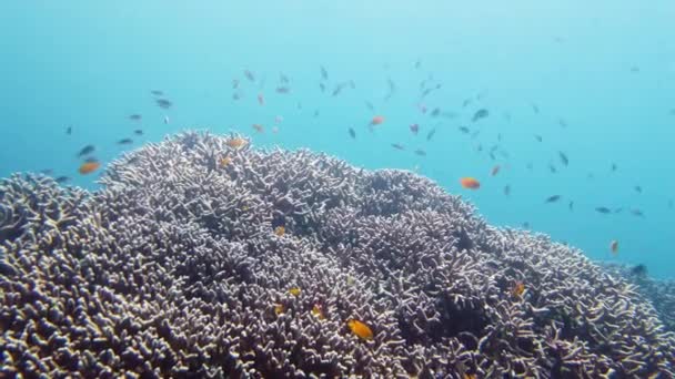 Récif corallien et poissons tropicaux sous-marins. Leyte, Philippines. — Video