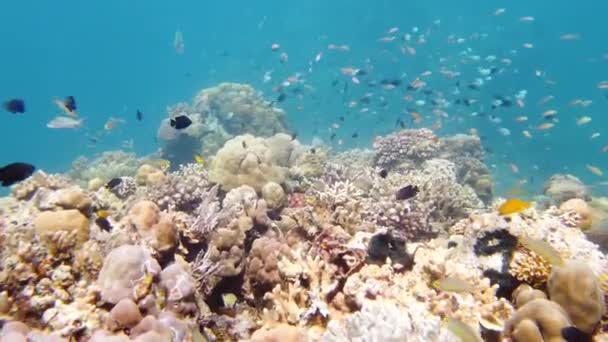 Arrecife de coral con peces bajo el agua. Leyte, Filipinas. — Vídeos de Stock