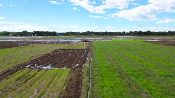 Traktoren pløjer, forbereder jorden til risdyrkning, for at gøre jorden stegelig, egnet til risdyrkning. – Stock-video